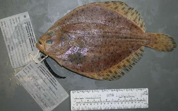 Image of windowpane flounder