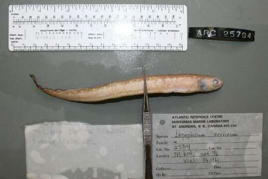 Image of Blackrim cusk-eel