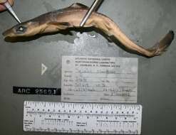 Image of Cape Shark