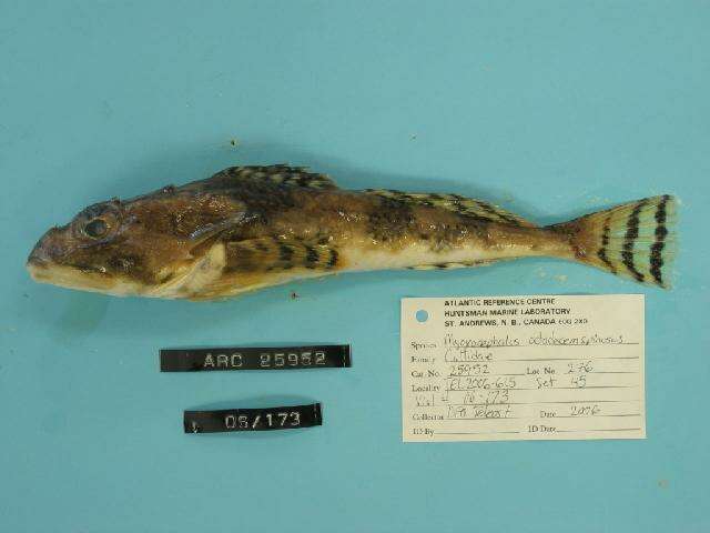 Image of Longhorn sculpin