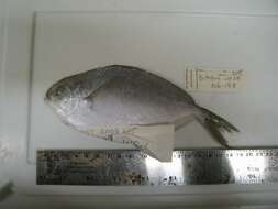 Image of American butterfish