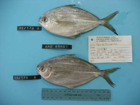 Image of American butterfish