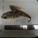 Image of longhorn sculpin