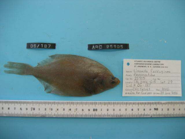 Image of Yellowtail flounder