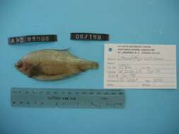 صورة Citharichthys arctifrons Goode 1880