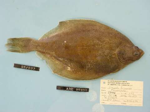 Image of Yellowtail flounder