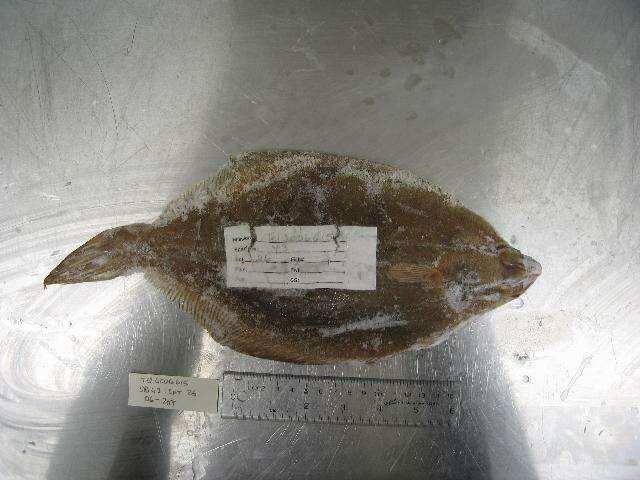 Image of Yellowtail flounder