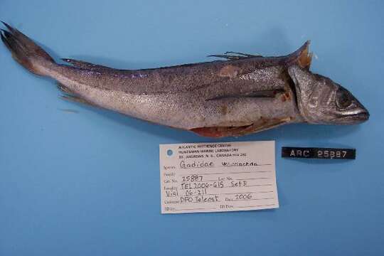 Image of Offshore Hake