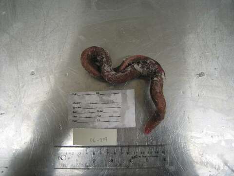 Image of Myxini