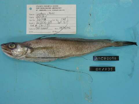 Image of Longfin hake