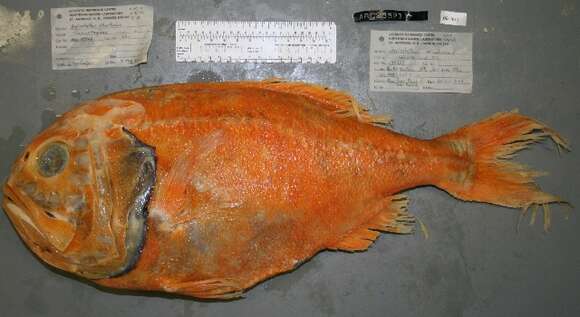 Image of Deep sea perch