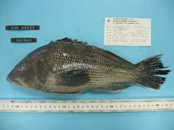 Image of Black Sea Bass