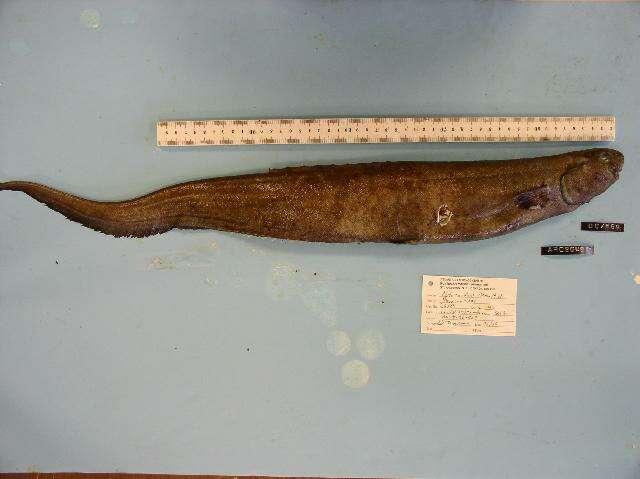 Image of tarpons, bonefishes, eels and relatives