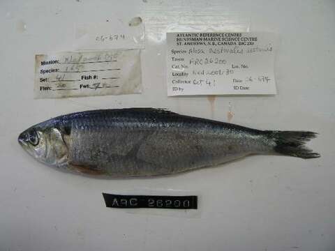 Image of Blueback Herring