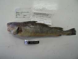 Image of Atlantic Tomcod