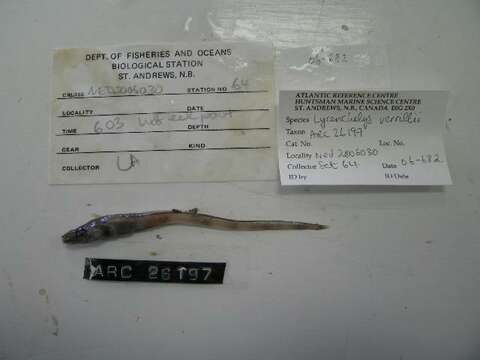 Image of Wolf eelpout