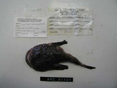 Image of Goosefish