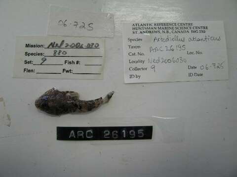 Image of Atlantic hookear sculpin