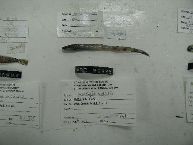 Image of Wolf eelpout