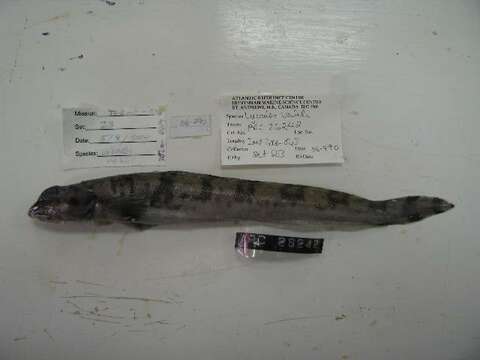 Image of Scalebelly eelpout