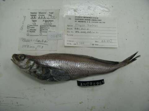 Image of Longfin hake