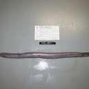Image of Atlantic Hagfish