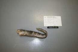 Image of Laval&#39;s eelpout