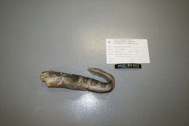 Image of Laval&#39;s eelpout