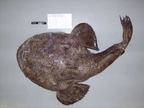 Image of Goosefish