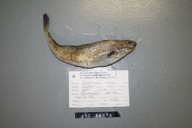 Image of Spotted Codling