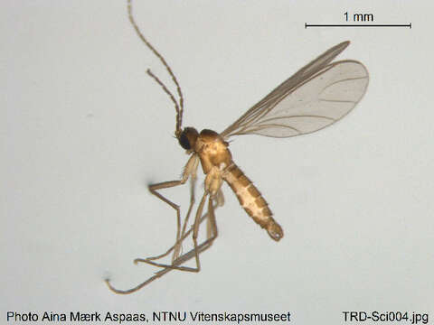 Plancia ëd Epidapus microthorax (Borner 1903)