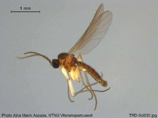 Image of Corynoptera involuta