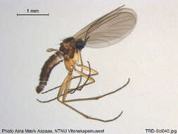 Image of Corynoptera montana (Winnertz 1869)