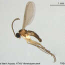 Image of Corynoptera parvula (Winnertz 1867)