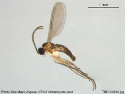 Image of Corynoptera parvula (Winnertz 1867)