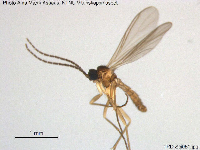 Plancia ëd Cratyna cryptospina Rudzinski 1993