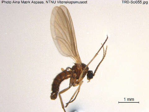 Image of Pseudolycoriella hartmanni (Menzel & Mohrig 1991)