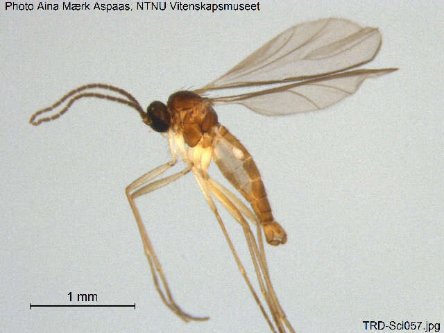 Image of Corynoptera blanda (Winnertz 1867)