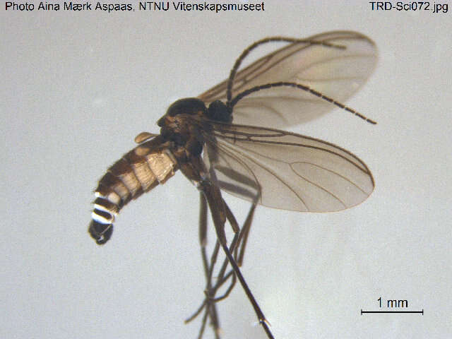 Image of Bradysia alpicola (Winnertz 1867)