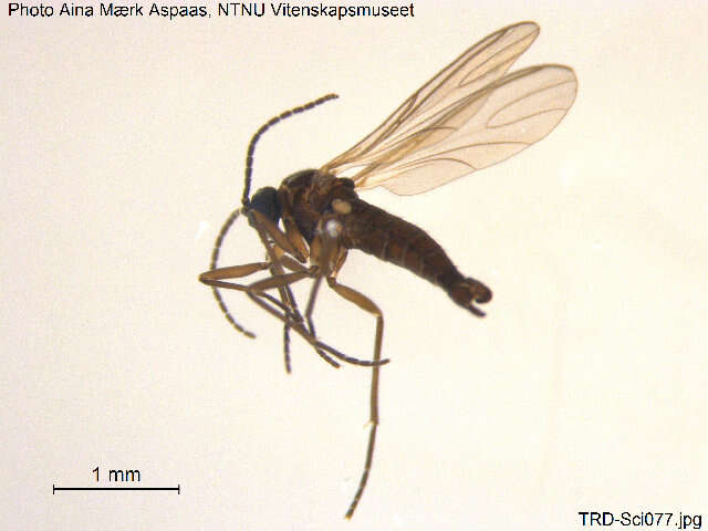 Image of Bradysia vernalis (Zetterstedt 1851)