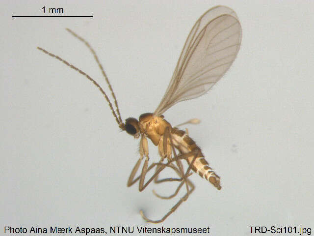 Image of Epidapus microthorax (Borner 1903)