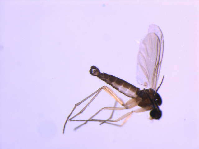 Image of Corynoptera involuta