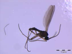 Image of Cratyna perornata (Mohrig & Roschmann 1993)