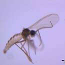 Image of Corynoptera perochaeta (Mohrig & Menzel 1990)
