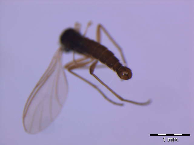 Image of Cratyna falcifera (Lengersdorf 1933)