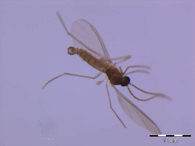 Image of Corynoptera boletiphaga (Lengersdorf 1940)