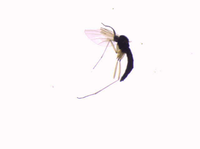 Image of Trichosia lengersdorfi