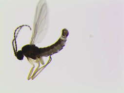 Image of Cratyna nobilis (Winnertz 1867)