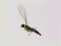 Image of Epidapus microthorax (Borner 1903)