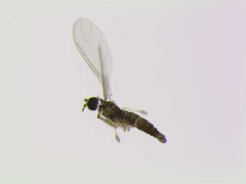 Plancia ëd Epidapus microthorax (Borner 1903)